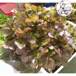 Hạt xà lách sồi đỏ oakleaf - gói 2 gram