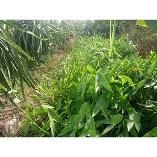 Hạt giống cây kèo nèo (gói 0.1gram)