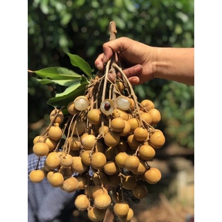 nhãn Thái Ido