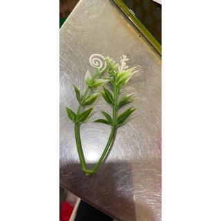 1 lạng cỏ điểm 18k