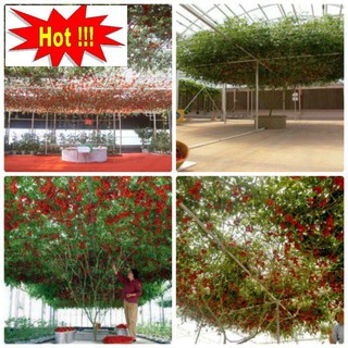 Cà Chua Bạch Tuộc ( Cà chua leo giàn) 30 hạt