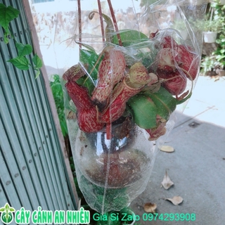 Cây nắp ấm thuỷ canh