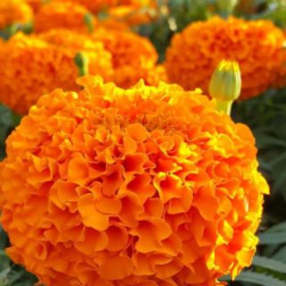 Hoa cúc vạn thọ Jenny