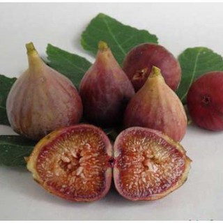 Hạt giống sung mỹ ngọt 10 hạt