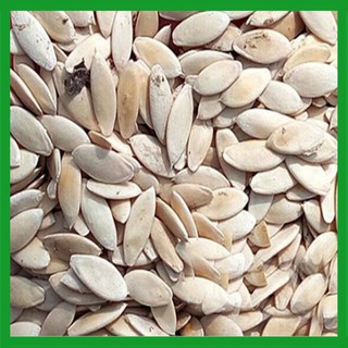 Hạt giống Dưa Leo Bao Tử