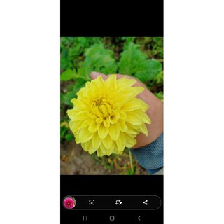 5 củ hoa thược dược 5 màu