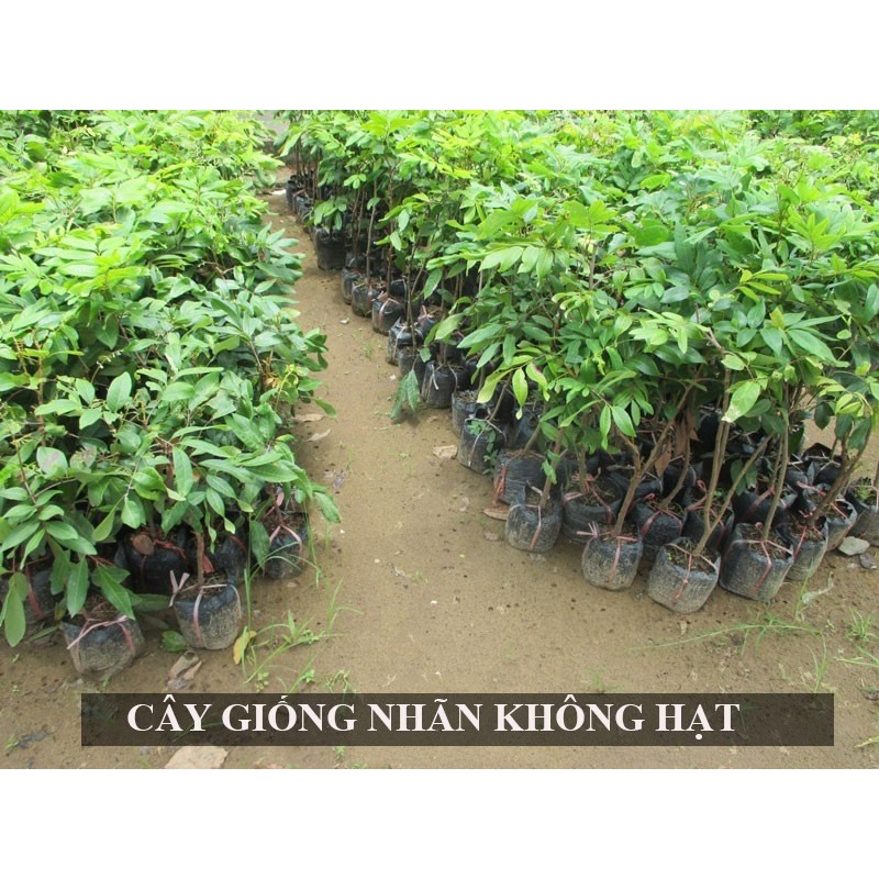 CÂY NHÃN GIỐNG KHÔNG HẠT CÂY CẤY MÔ