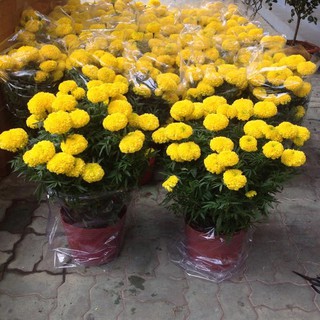 50 Hạt giống Vạn thọ Mỹ