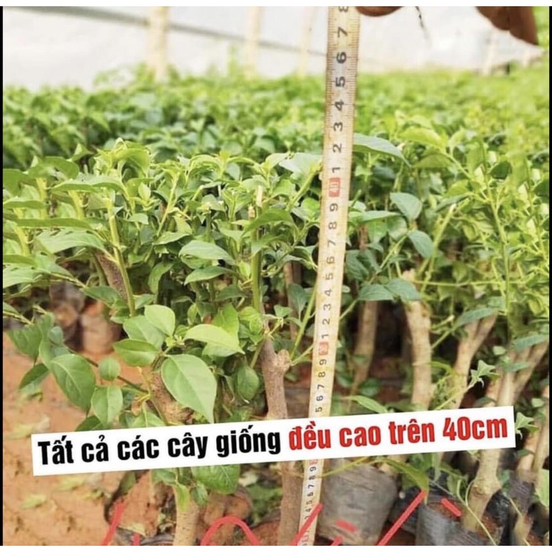 Hoa giấy, cây giống Hoa Giấy, hoa giấy phơt Hồng , cây khoẻ nhiều rễ