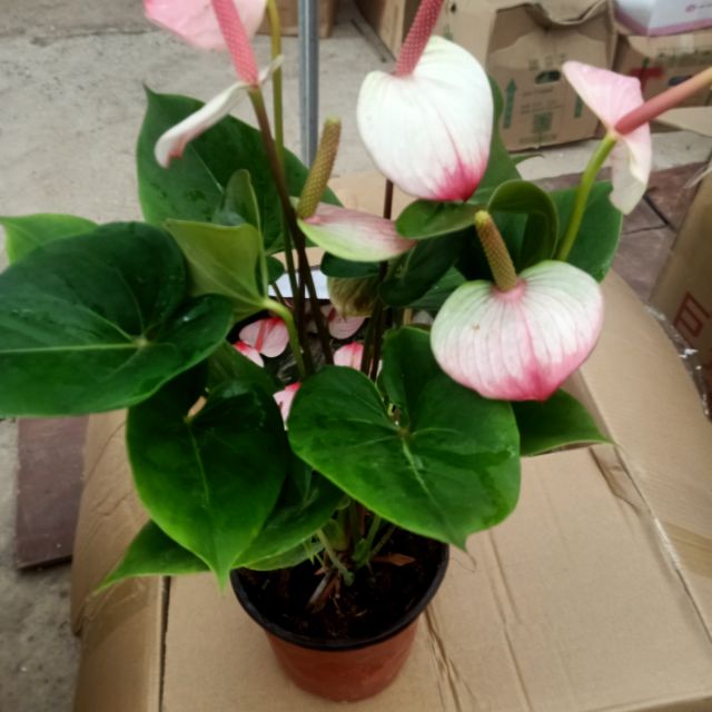 Cây hồng môn