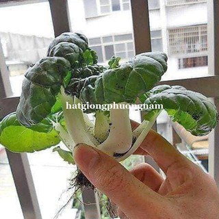HẠT GIỐNG CẢI SHIRO NGỌT