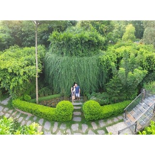 Cây cúc tần ấn độ