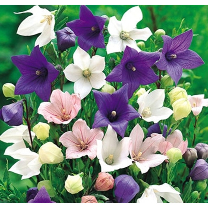 Hạt giống hoa Cát cánh