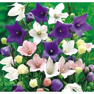 Hạt giống hoa Cát cánh