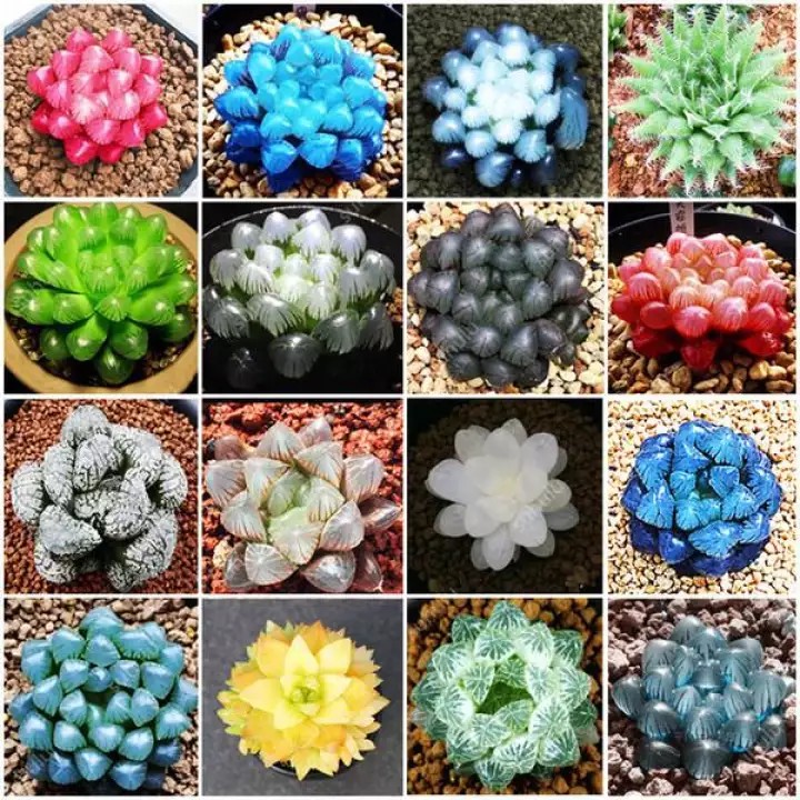 Hạt giống sen đá kim cương mix nhiều loại