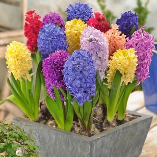 Củ Hoa Tiên Ông Giá Sỉ (10 củ )