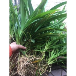 Cây giống lá nếp thơm