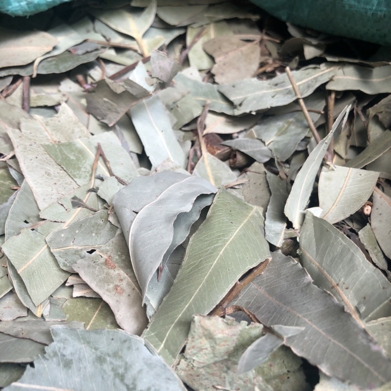 Lá Khuynh Diệp  sấy khô xông giải cảm, chống oxy hóa