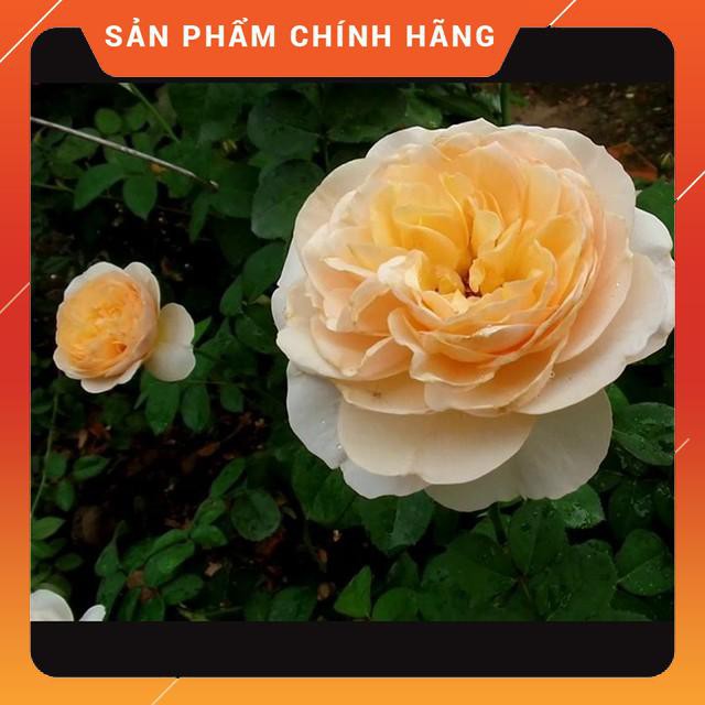 [ KHUYẾN MÃI] [Tặng Phân Bón+Kích Mầm] COMBO 3 Cây Hoa Hồng Ngoại Juliet Rose (Hồng Leo) HOA ĐẸP,CÂY KHỎE,GIÁ RẺ