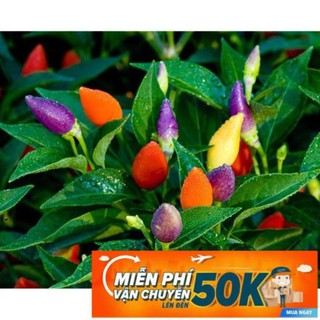 30 Hạt giống Ớt ngũ sắc (tặng gói kích nẩy mầm và hướng dẫn) LuckyseadTG