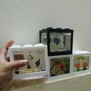 Be bể nuoi ca cá mini nuoi ca choi chọi màu ngẫu nhiên
