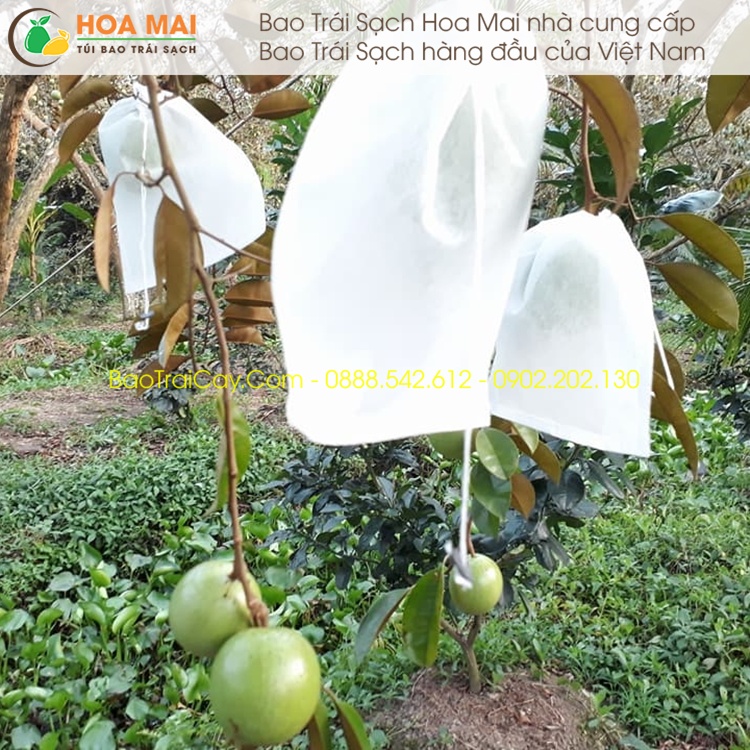 Túi bao Vú Sữa Hoa Mai 18x20  chống sâu ruồi vàng đục quả bao trái sạch giá rẻ - hàng chính hãng