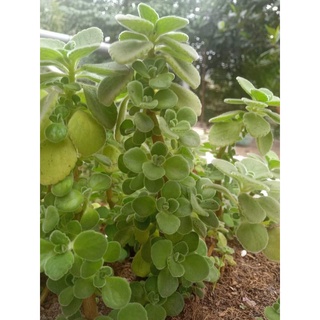 sen đá xinh nhiều mẫu tự chọn