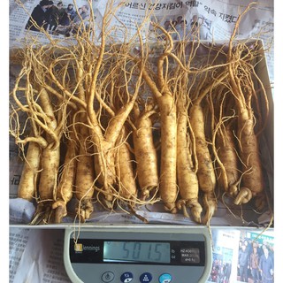 Nhân Sâm Tươi Hầm Gà Hàn quốc (10-15 củ)=0,5kg