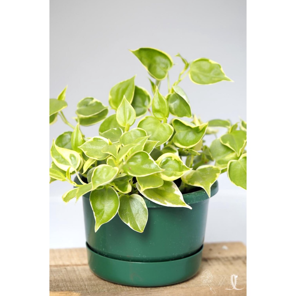 Cây Peperomia scandens Variegata (Cây Cupid) chậu nhựa