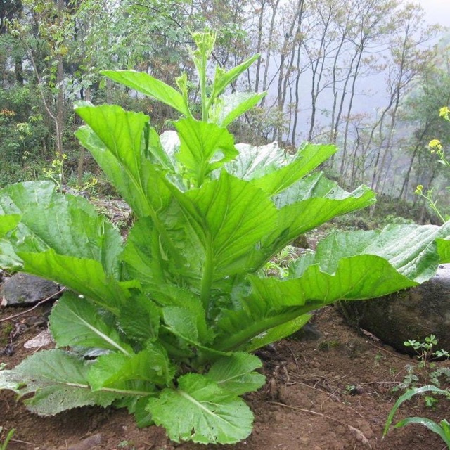 HẠT GIỐNG CẢI MÈO HÀ GIANG 20gr