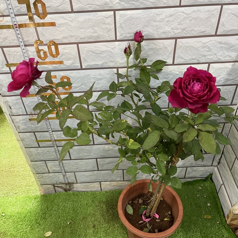 hoa Hồng thân tree janice kellogg gỗ