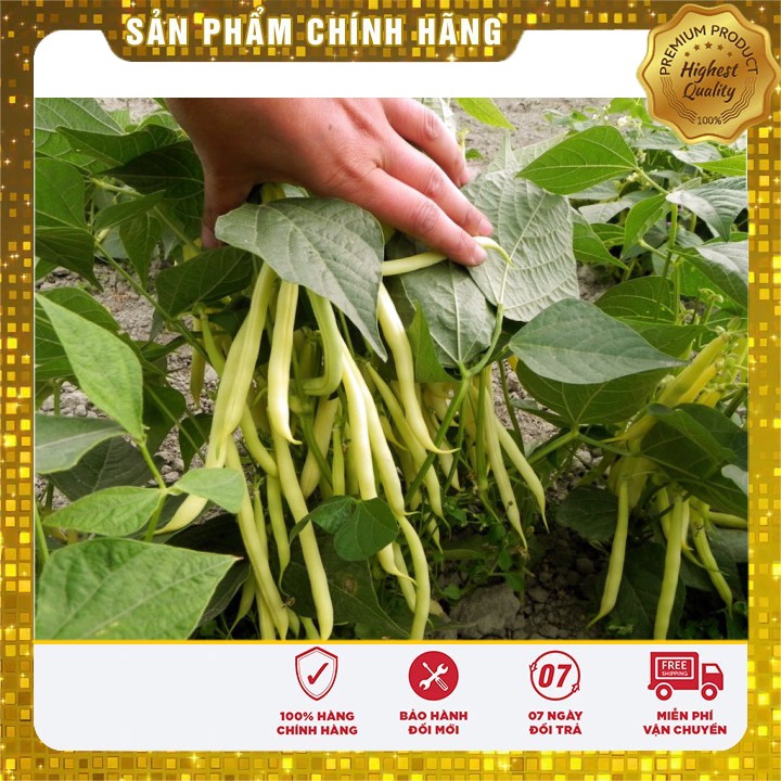 Hạt giống đậu cove vàng dinh dưỡng gói lớn 50 gram