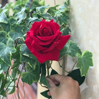 Hoa Lụa Cao Cấp Hồng Nhung to đại