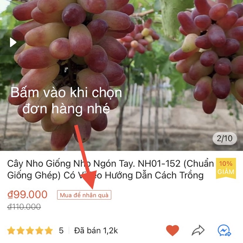 Cây Nho Ngón Tay. NH01-152  Giống Nho Ninh Thuận.