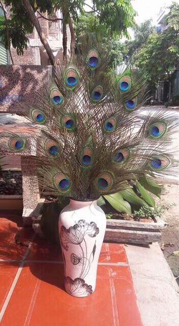 Lông công 45-50cm LOẠI 1 mắt 4-6cm | BigBuy360 - bigbuy360.vn