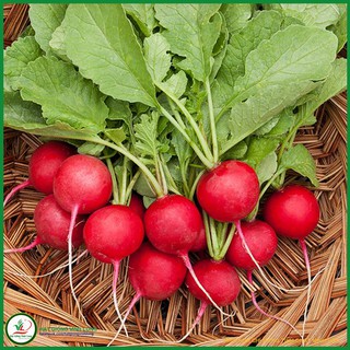 Hạt giống Cải củ đỏ TN 83