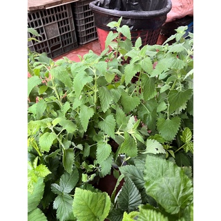 Cây Bạc Hà Mèo - Catnip