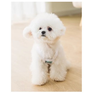 Áo ba lỗ khủng long cho thú cưng