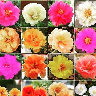 HOA MƯỜI GIỜ KÉP MIX NHIỀU MÀU GỐI 100 HẠT