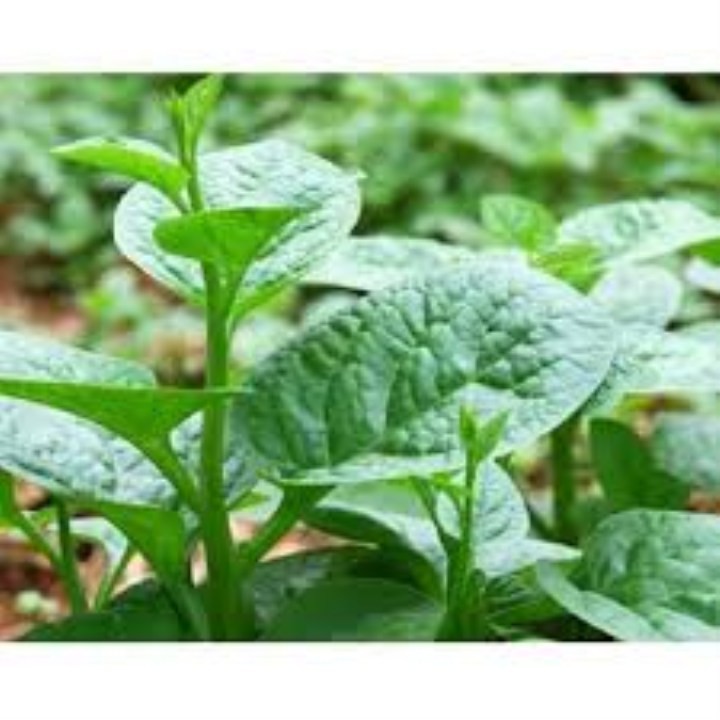 hạt giống rau mùng tơi gói 15gr