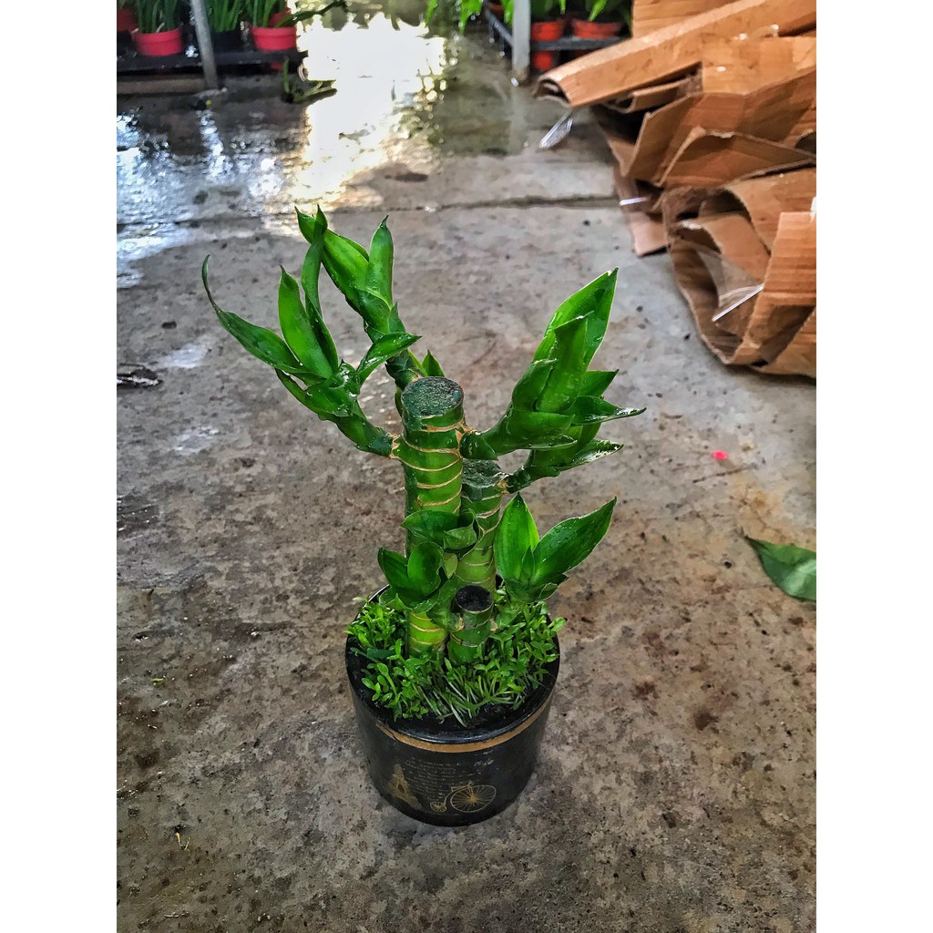 Cây Trúc phú quý, cây trúc phát tài  cây cao 20-25cm cây sức sống khỏe thích hợp để bàn làm việc