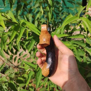 Ná gỗ dáng cá lâu kính  chạc 7