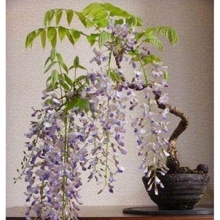 Cây hoa Tử Đằng thân gỗ