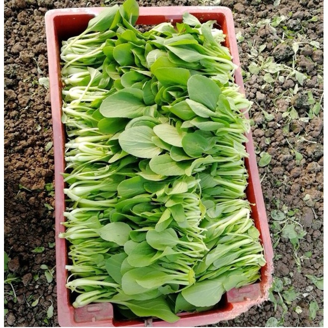 Hạt giống rau cải ngọt xanh ăn non - rau củ quả trồng chậu, vườn dễ chăm sóc 20gr RADO 638