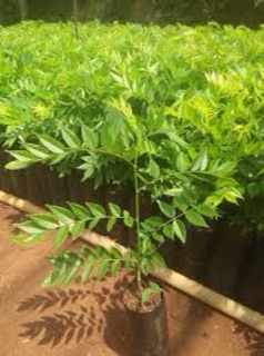 Cây giống sưa đỏ