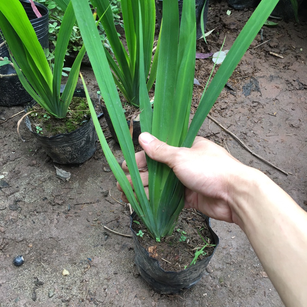 Cây Hoa Diên Vĩ , Hoa Iris