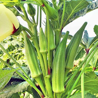 Đậu bắp cao sản trái trắng gói 20g