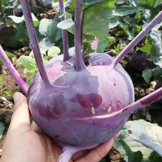Gói 100 hạt giống xu hào tím ( su hào)