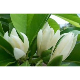 Combo 2 bầu cây giống ngọc lan hoa vàng,trắng siêu hoa siêu đẹp