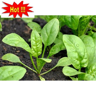 Hạt giống cải bó xôi 10g